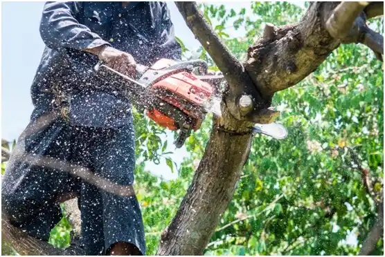 tree services Georgetown